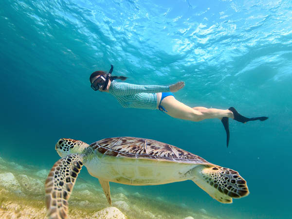 Kayaking with dolphins and turtles and snorkelling in Tenerife