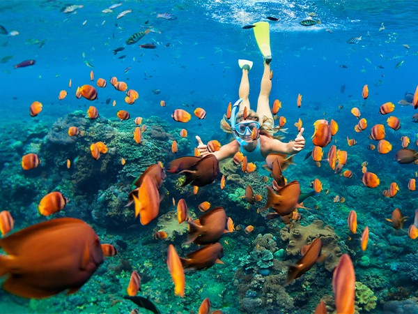 Snorkelling safari